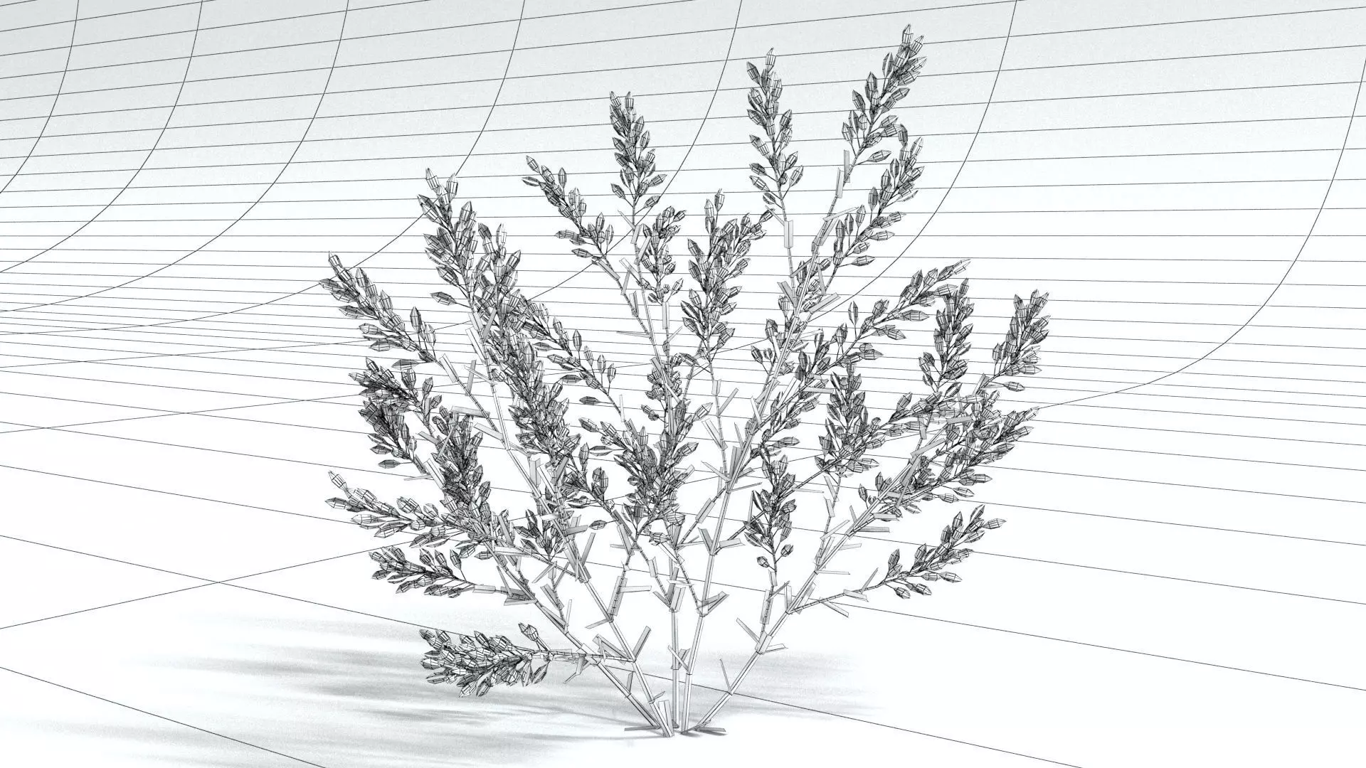 laos Lavender 3D model_7