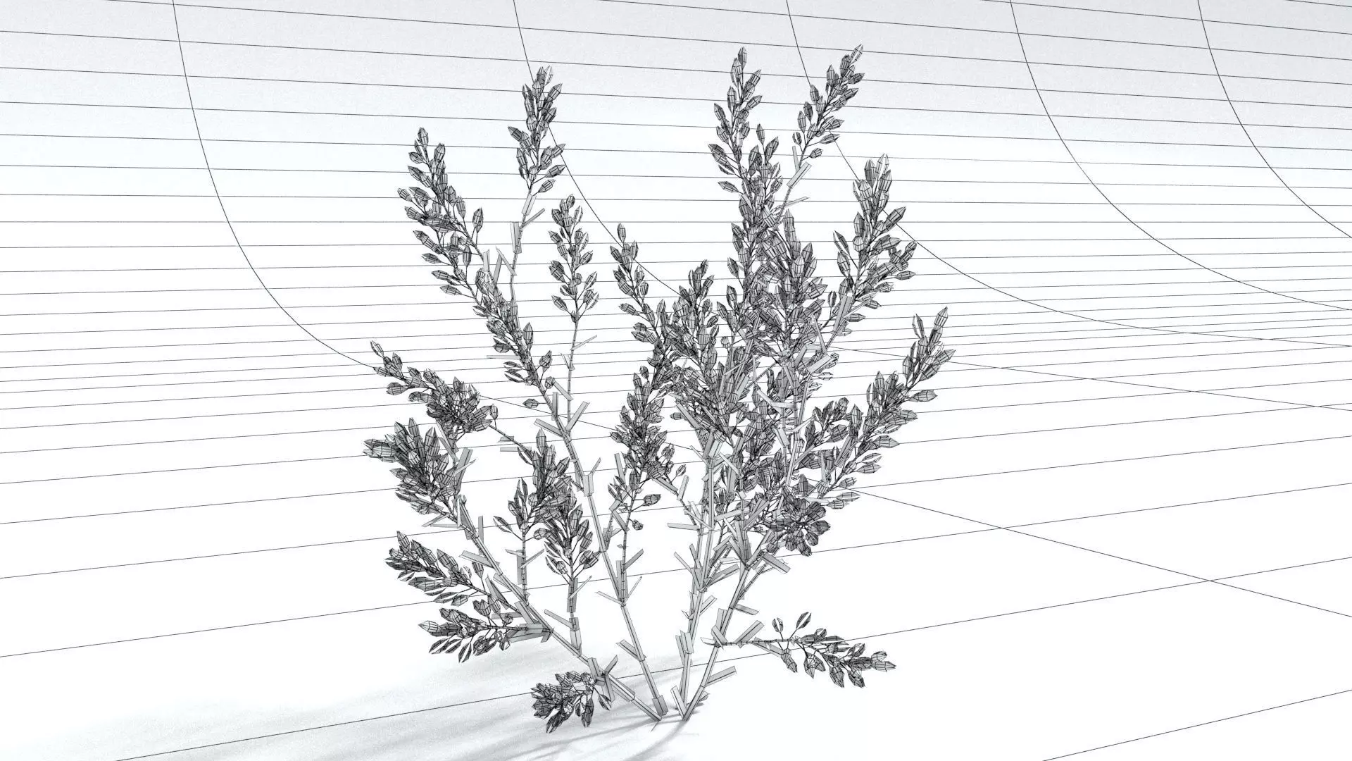 laos Lavender 3D model_6