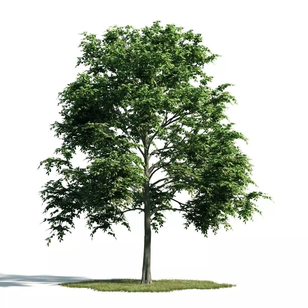 Tree 11 am171 3D model_0