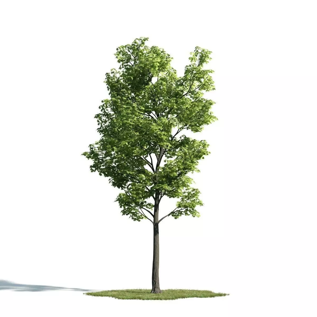 Tree 29 am171 3D model_0