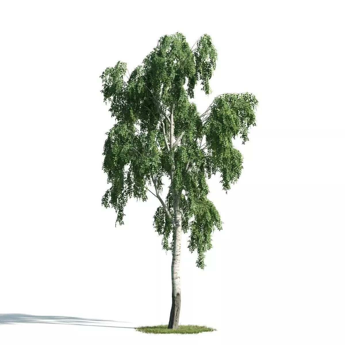 Tree 18 am171 3D model_0