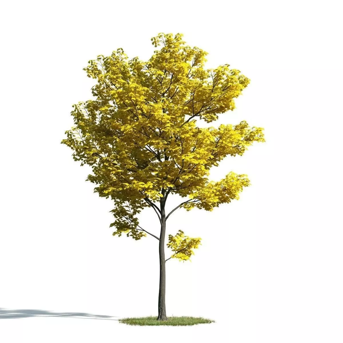 Tree 30 am171 3D model_0