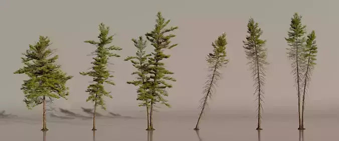 Pine Tree  pack