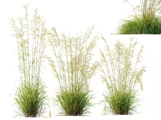 AV 6 different Celtica Gigantea Stipa Golden Oats grasses