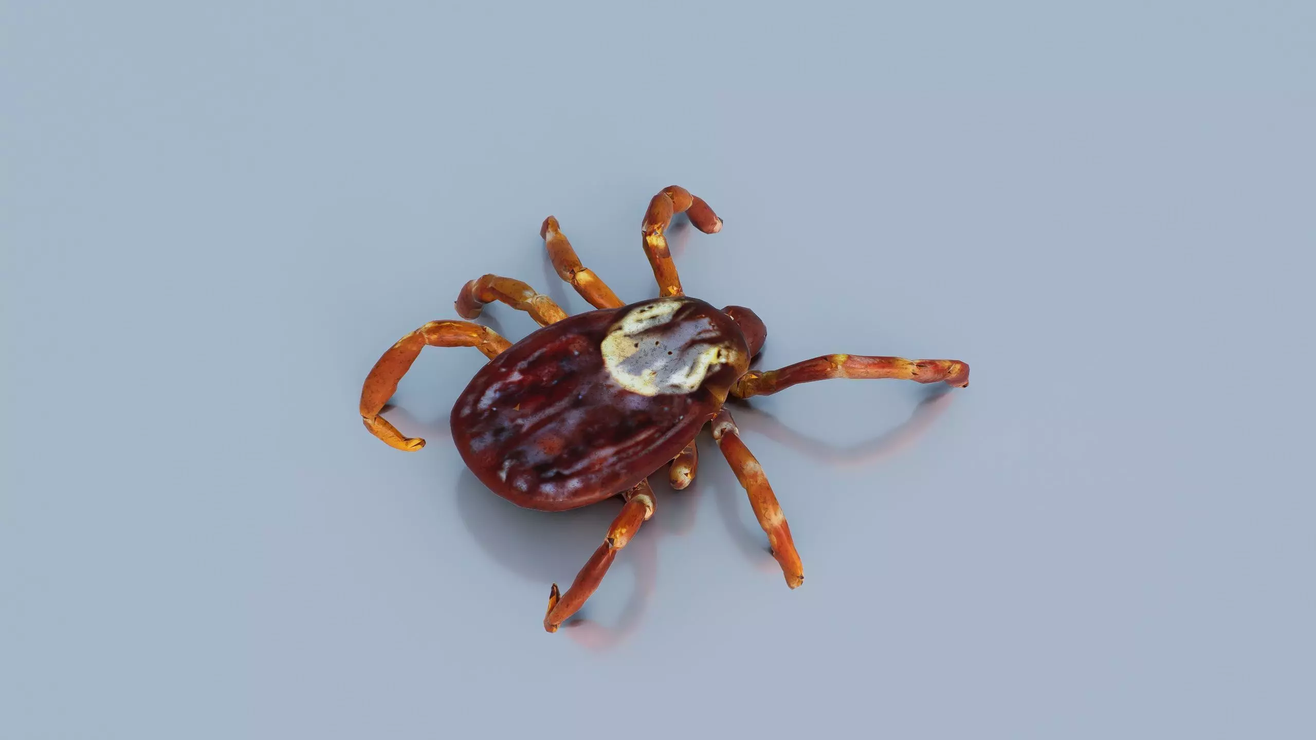 A Tick Low-poly 3D model