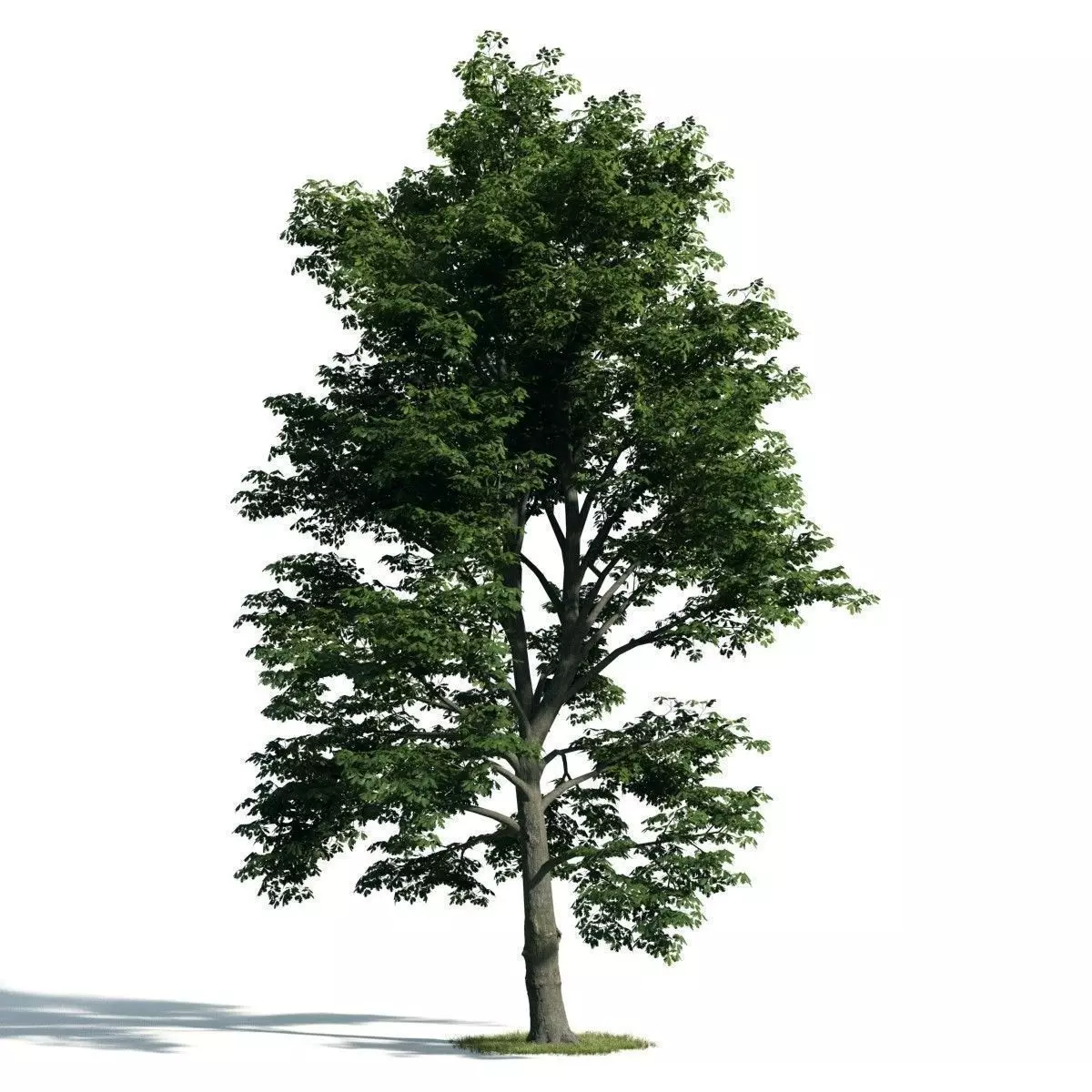 Tree 52 am171 3D model_0