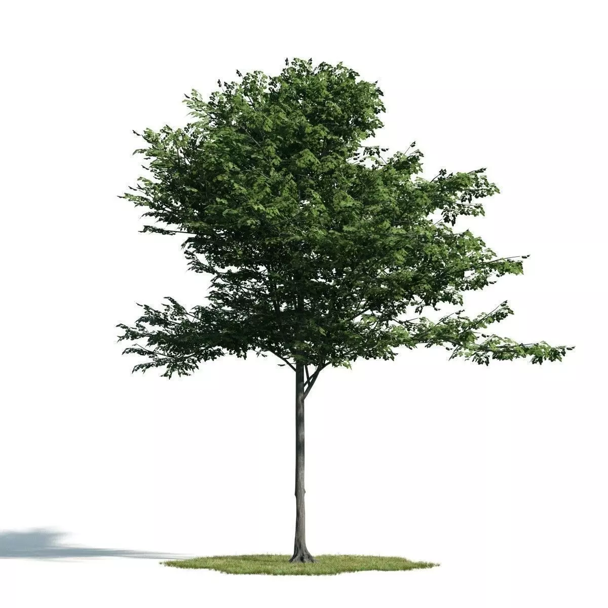 Tree 41 am171 3D model_0