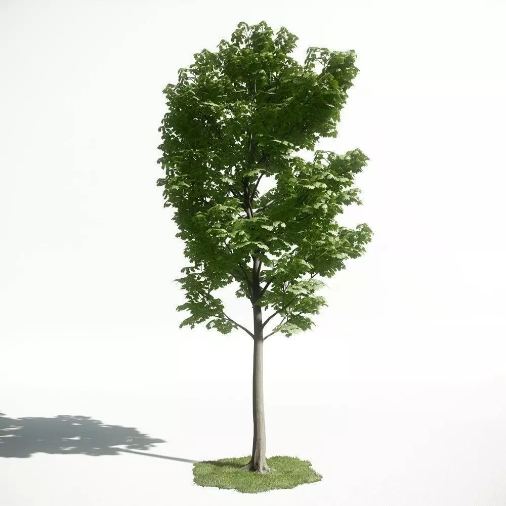 Tree 29 amce1 3D model_0