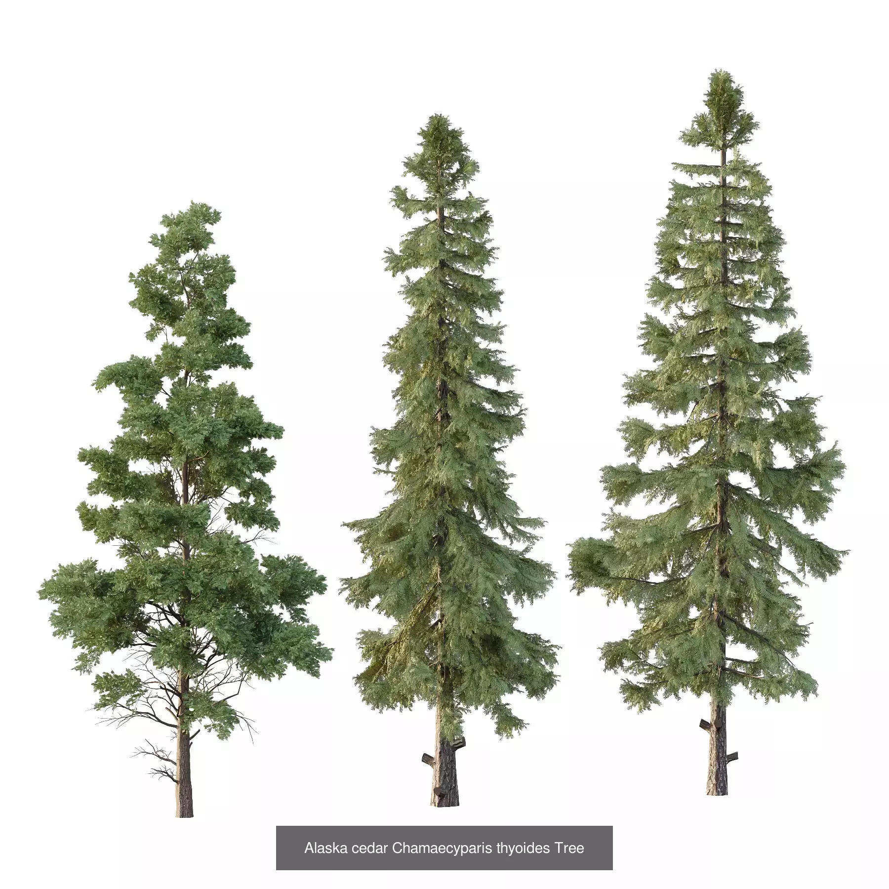 Excellent collection of Tree plants 15 Different Models 0021 _15
