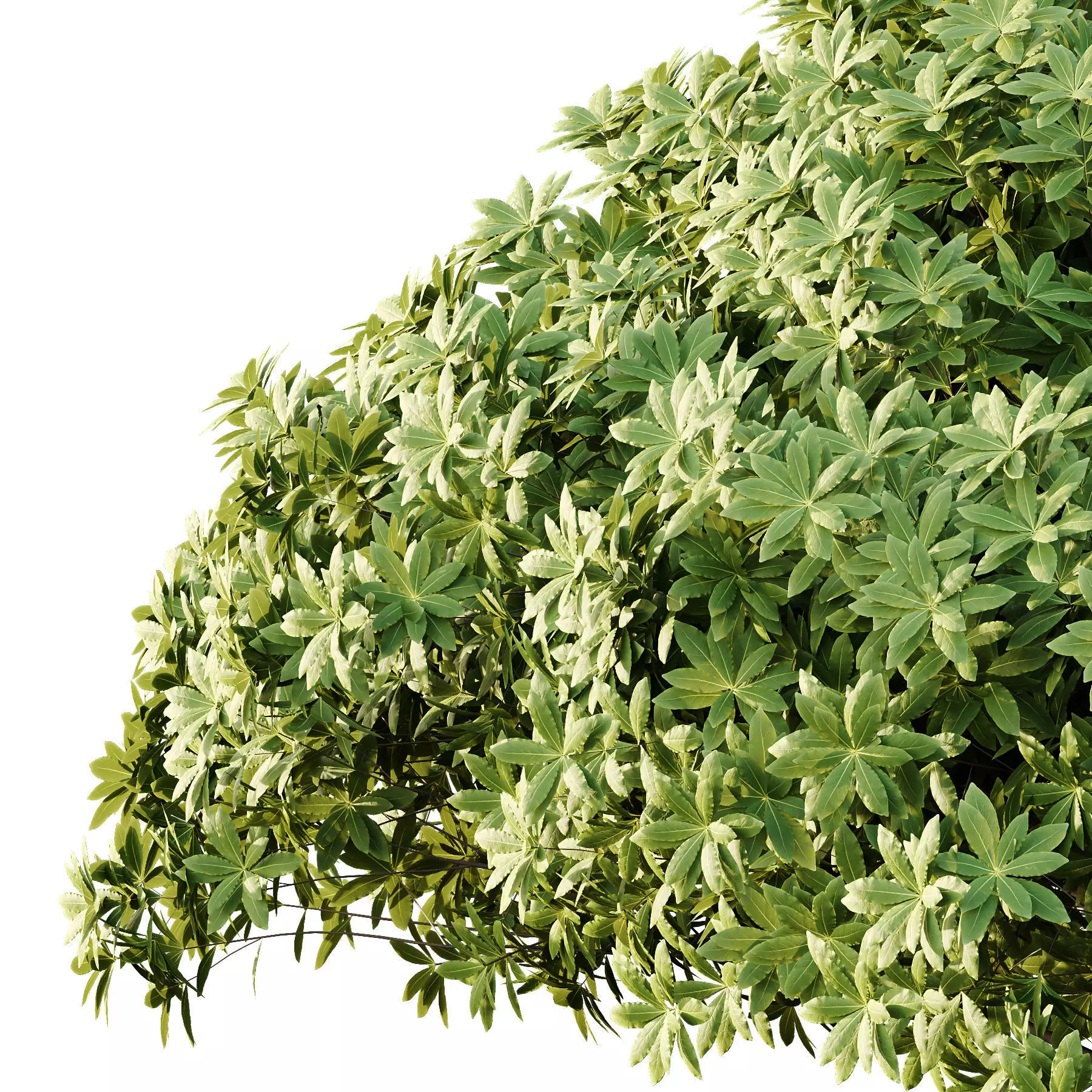 Excellent collection of Tree plants 15 Different Models 0021 _16