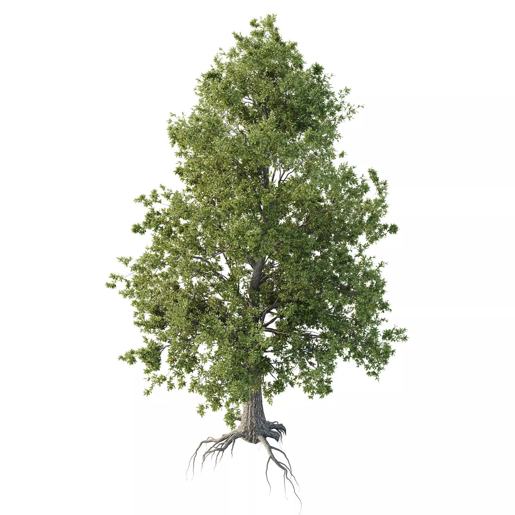 Excellent collection of Tree plants 15 Different Models 0021 _19