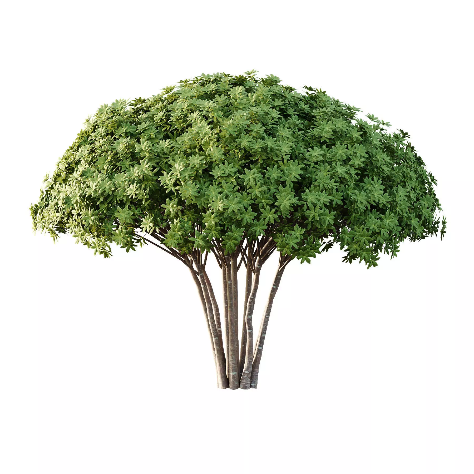 Excellent collection of Tree plants 15 Different Models 0021 _8