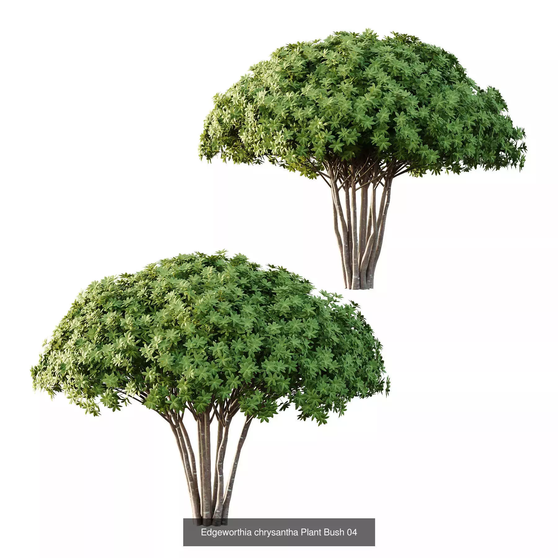 Excellent collection of Tree plants 15 Different Models 0021 _5