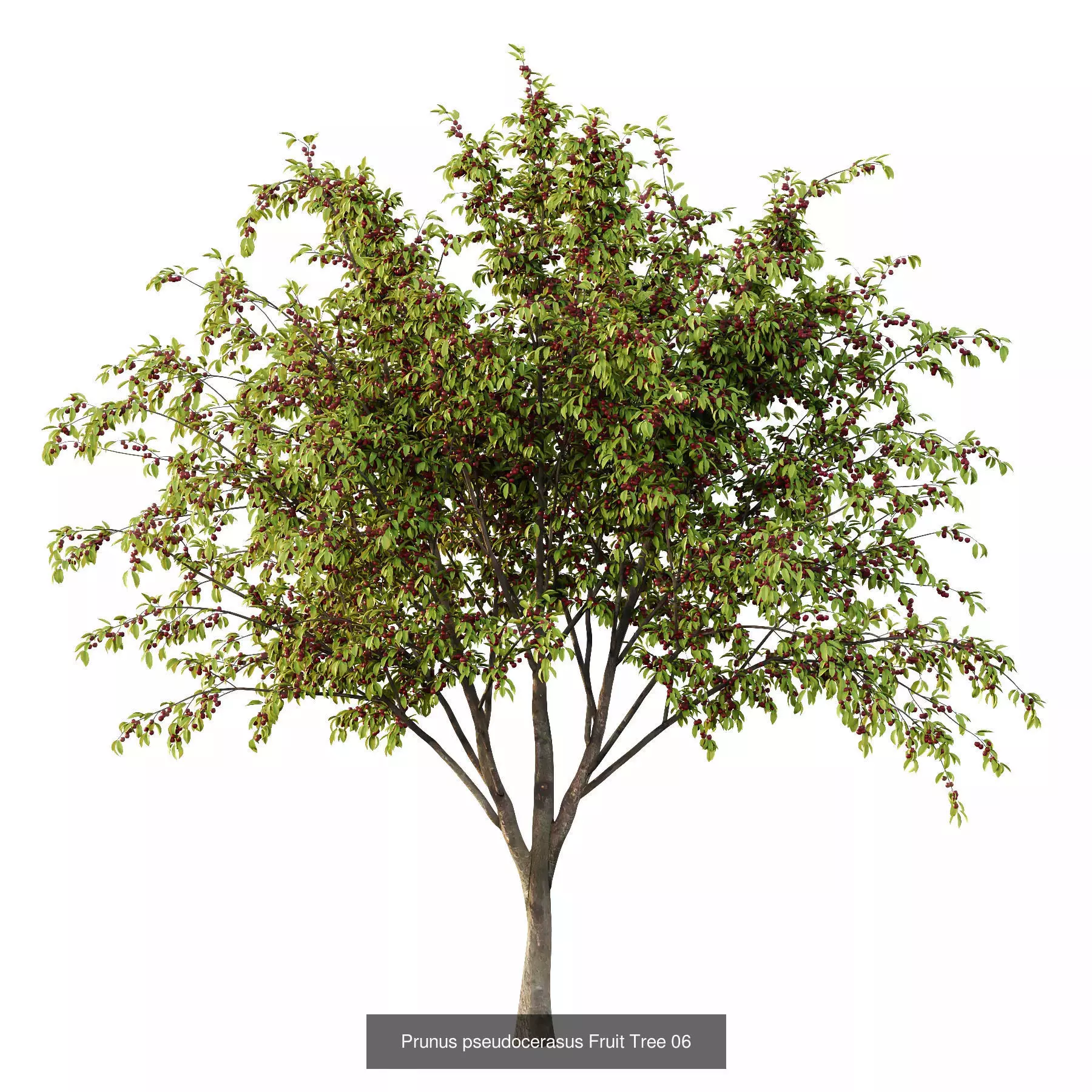 Excellent collection of Tree plants 15 Different Models 0021 _4