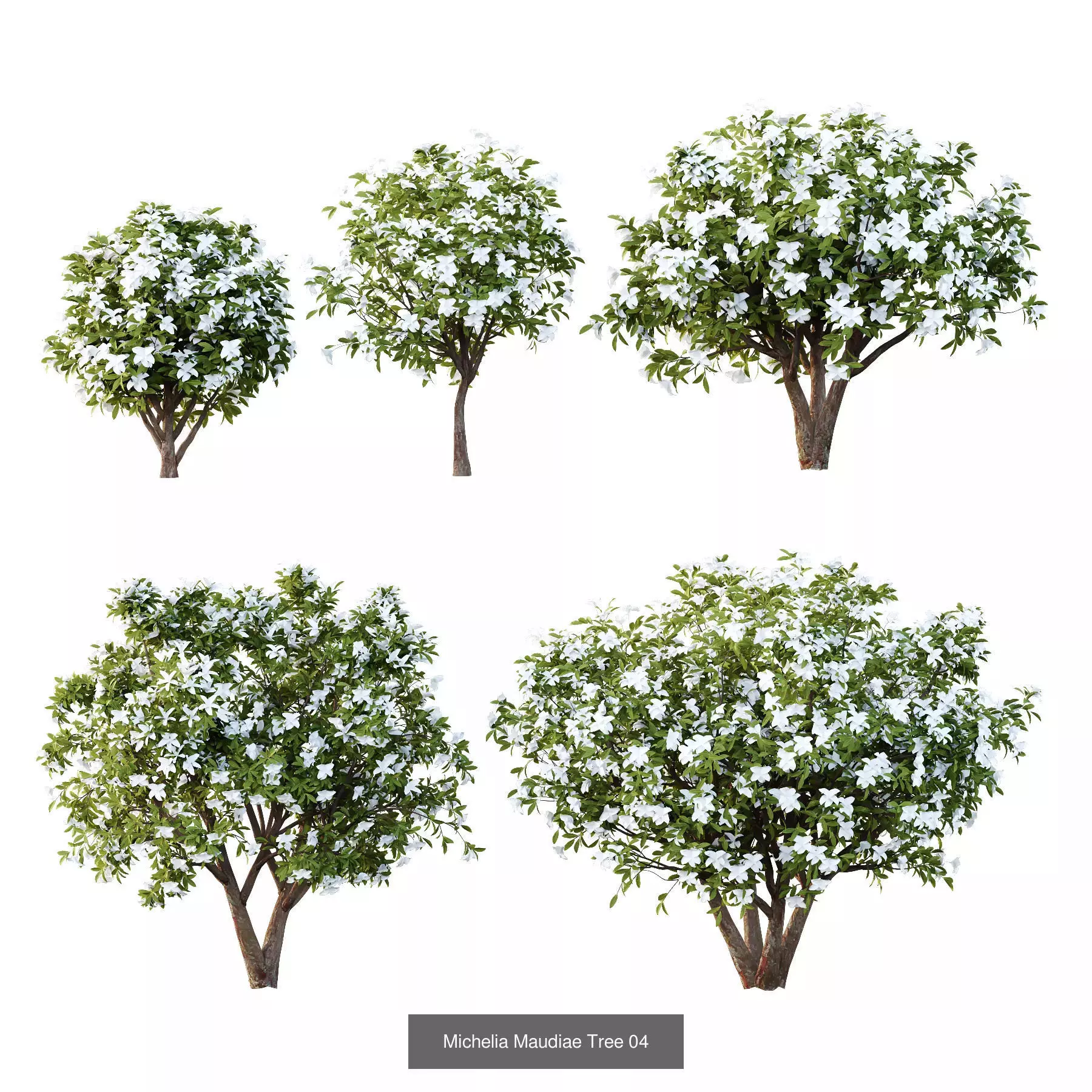 Excellent collection of Tree plants 15 Different Models 0021 _2