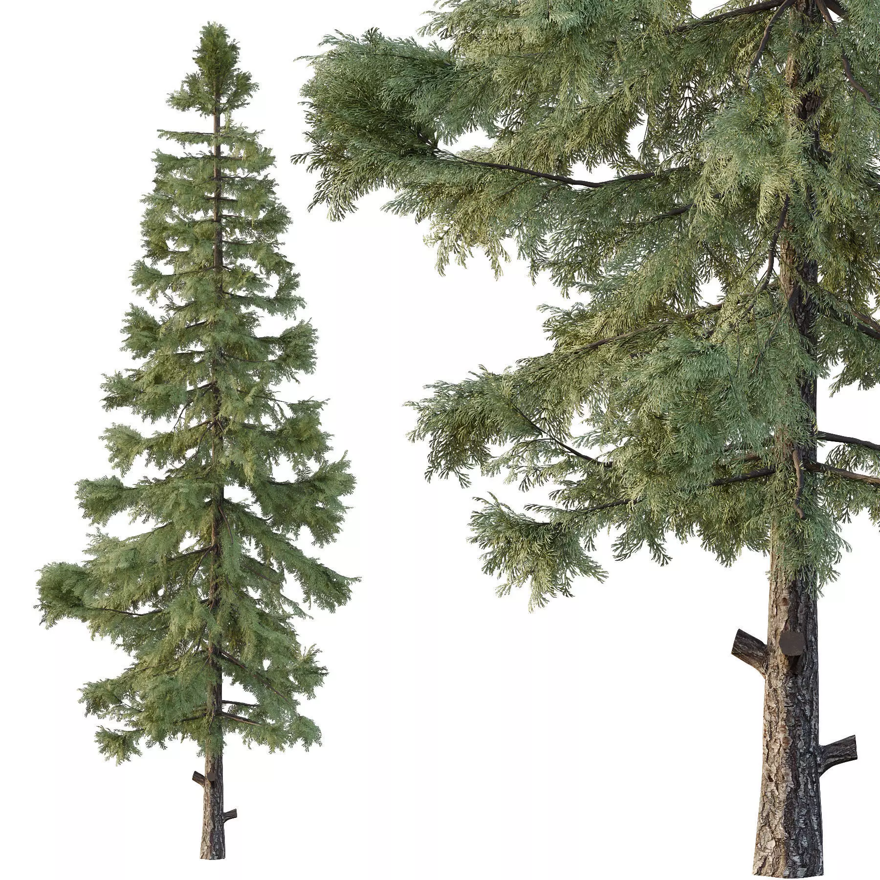 Excellent collection of Tree plants 15 Different Models 0021 _11