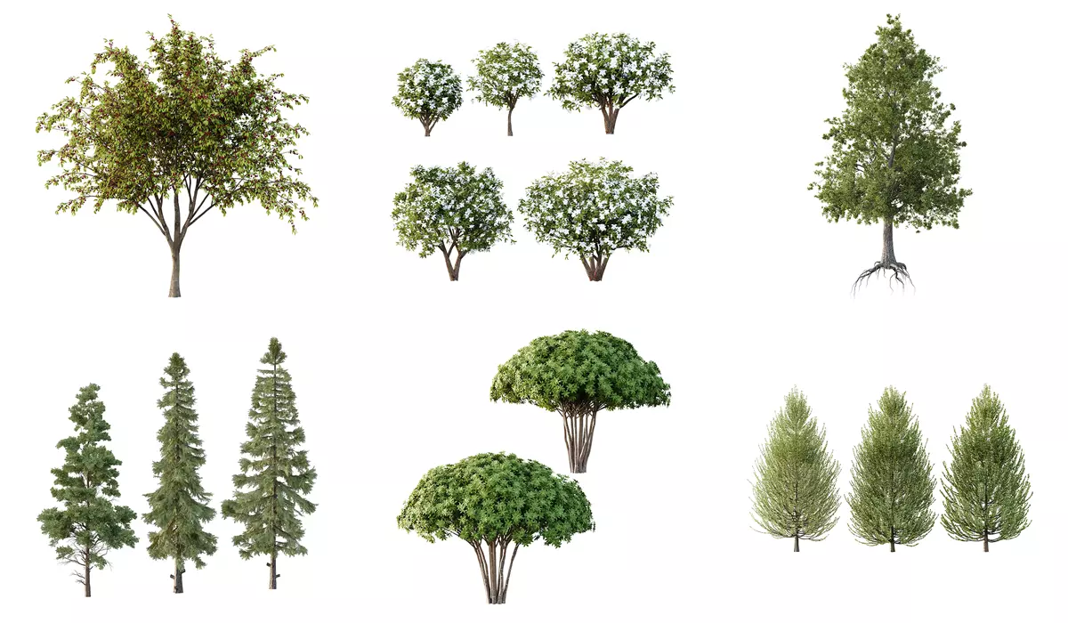 Excellent collection of Tree plants 15 Different Models 0021 _0
