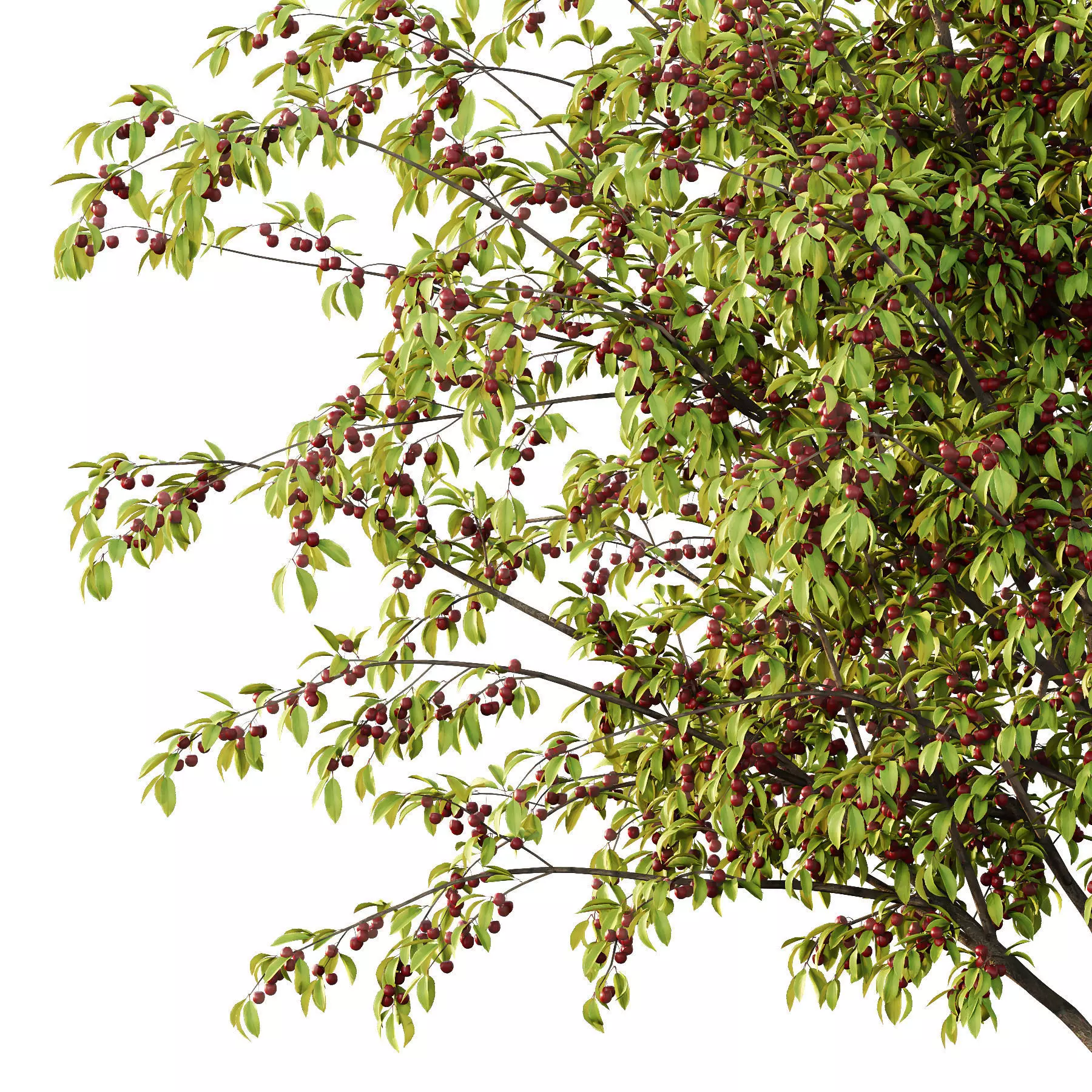 Excellent collection of Tree plants 15 Different Models 0021 _21