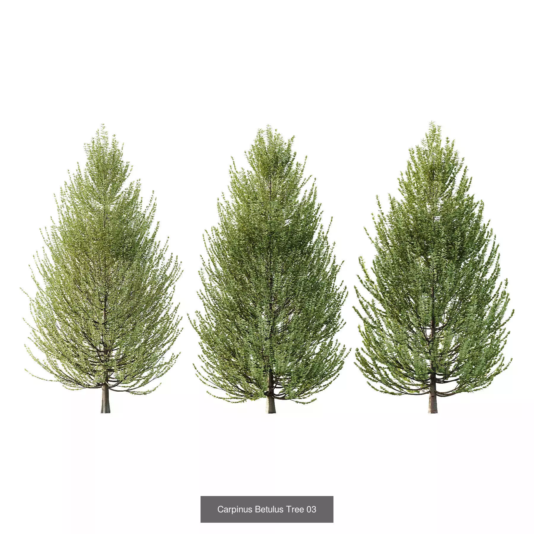 Excellent collection of Tree plants 15 Different Models 0021 _7