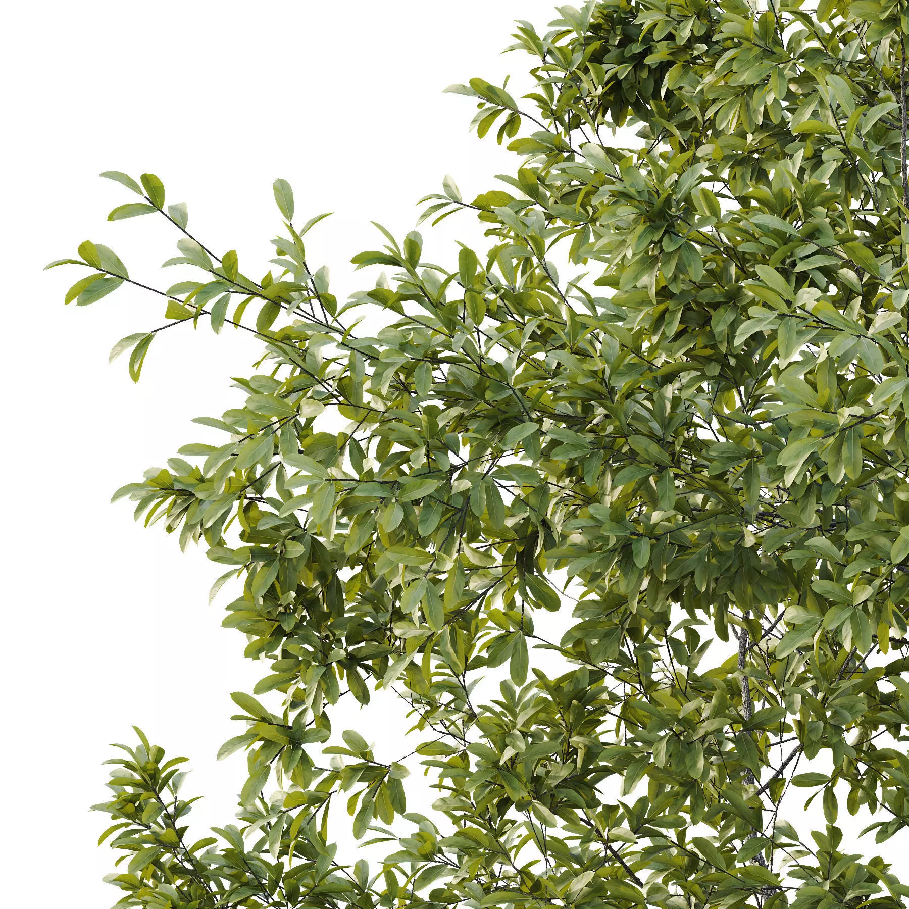 Excellent collection of Tree plants 15 Different Models 0021 _9