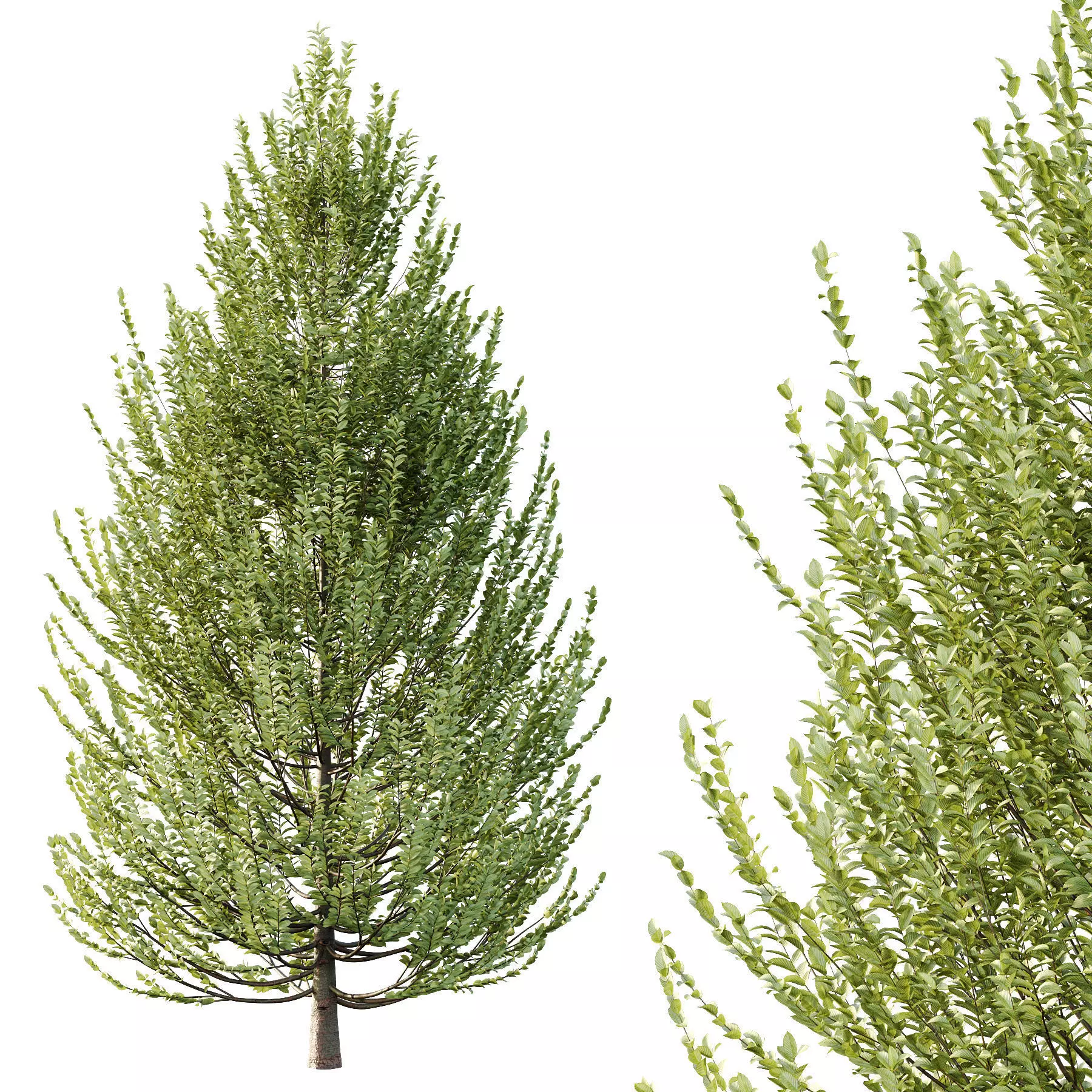 Excellent collection of Tree plants 15 Different Models 0021 _12