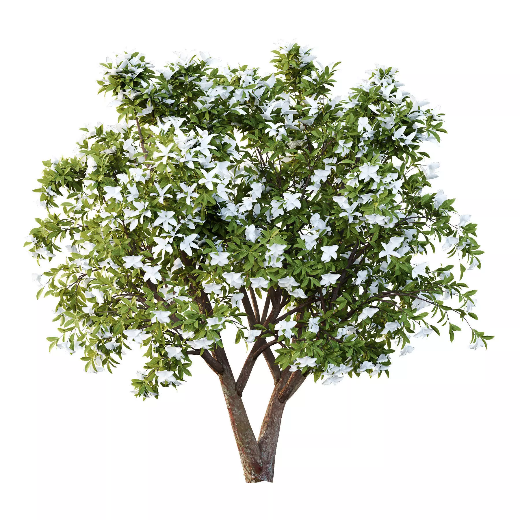Excellent collection of Tree plants 15 Different Models 0021 _20