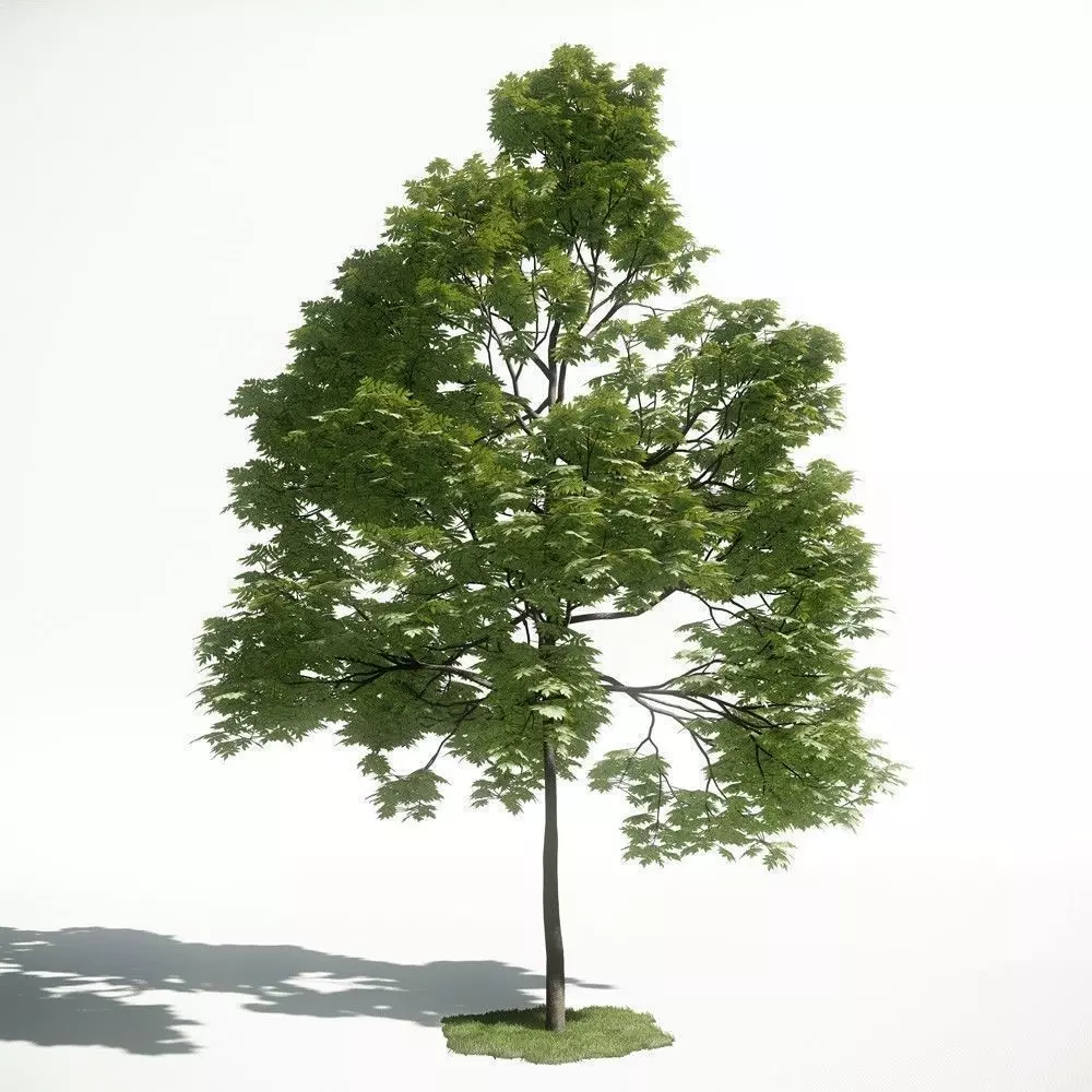 Tree 39 amce1 3D model_0