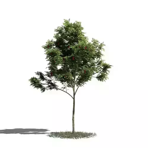 Tree 03 amb1