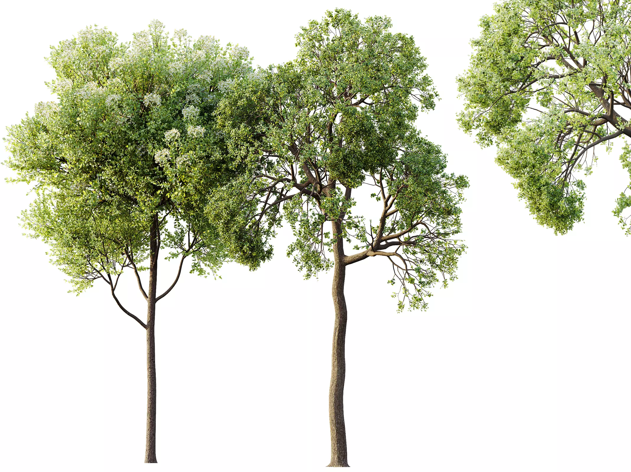 AV Teak Tectona Grandis Tree and Shorea Robusta Sal Tree 3D model_0