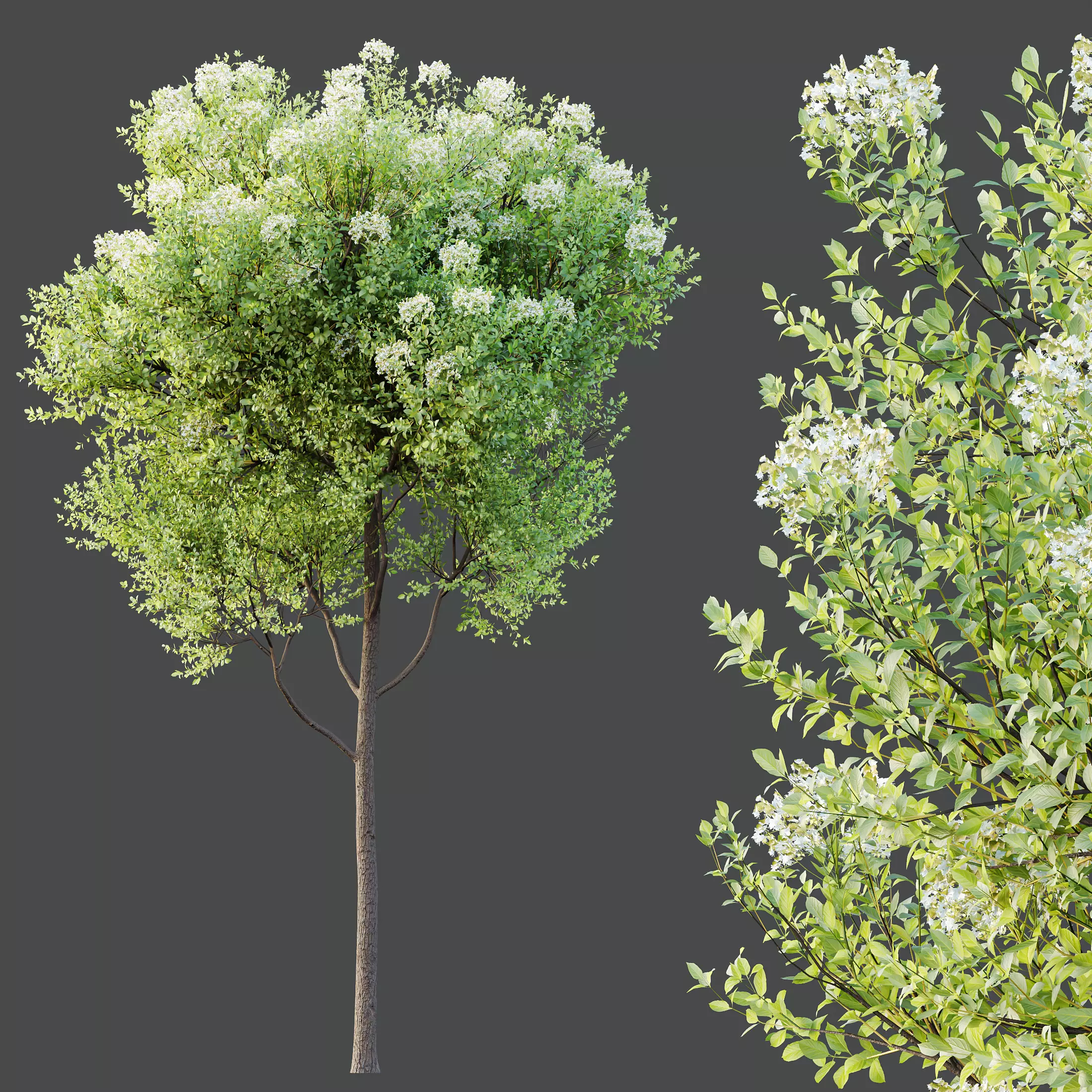 AV Teak Tectona Grandis Tree and Shorea Robusta Sal Tree 3D model_6