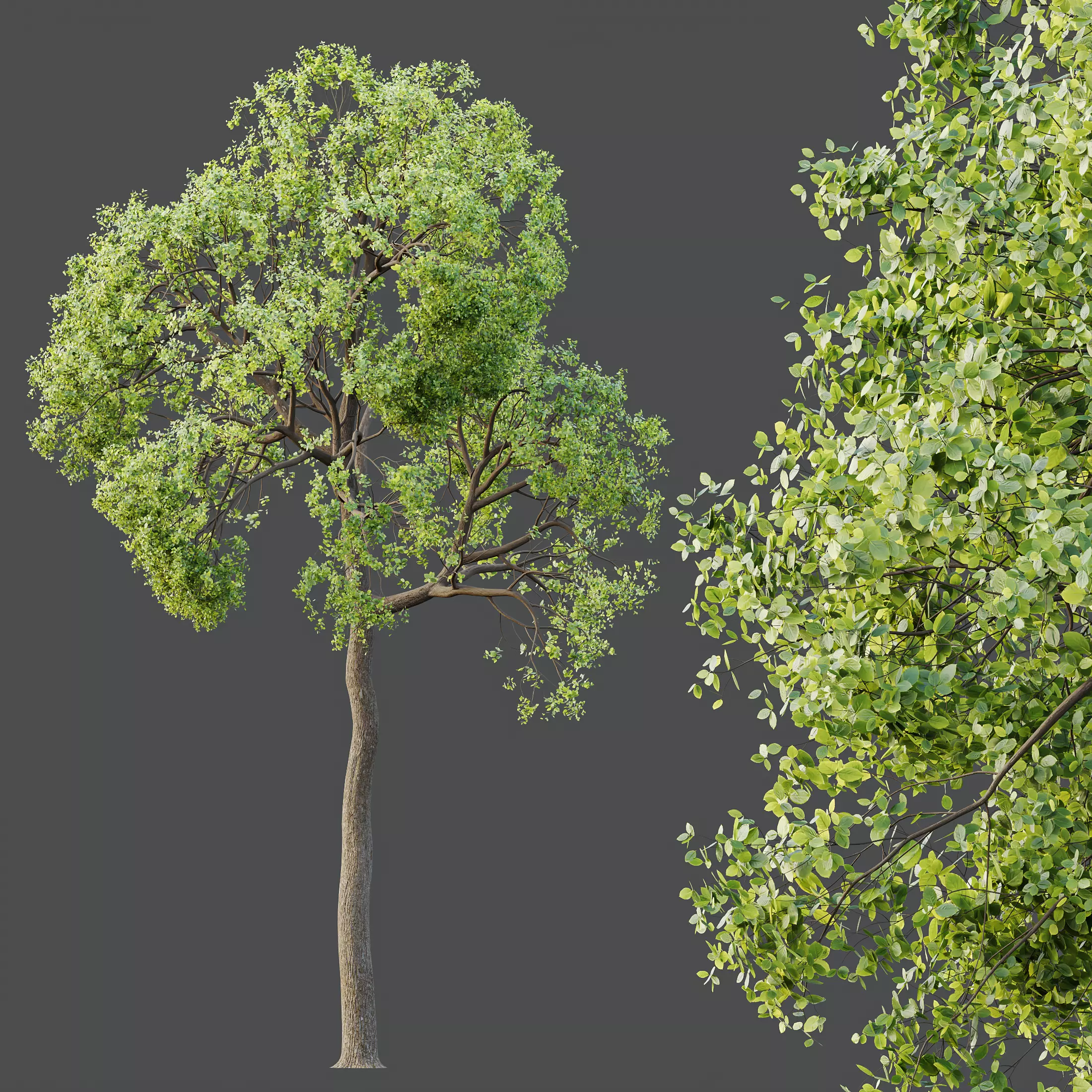 AV Teak Tectona Grandis Tree and Shorea Robusta Sal Tree 3D model_2