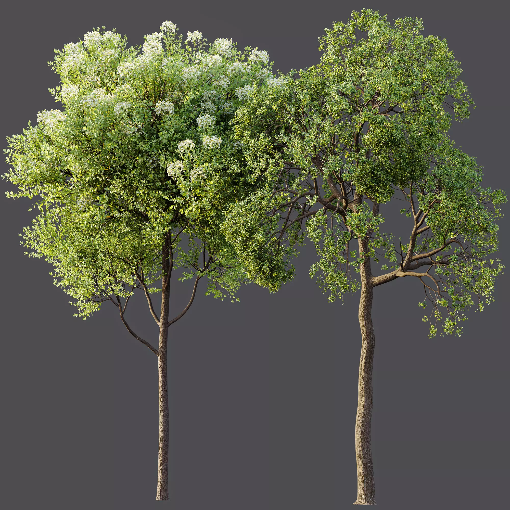 AV Teak Tectona Grandis Tree and Shorea Robusta Sal Tree 3D model_7