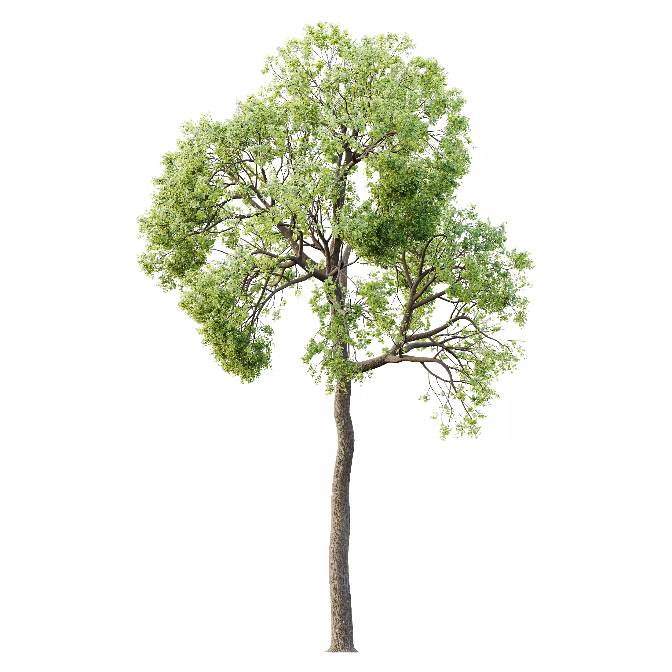 AV Teak Tectona Grandis Tree and Shorea Robusta Sal Tree 3D model_3