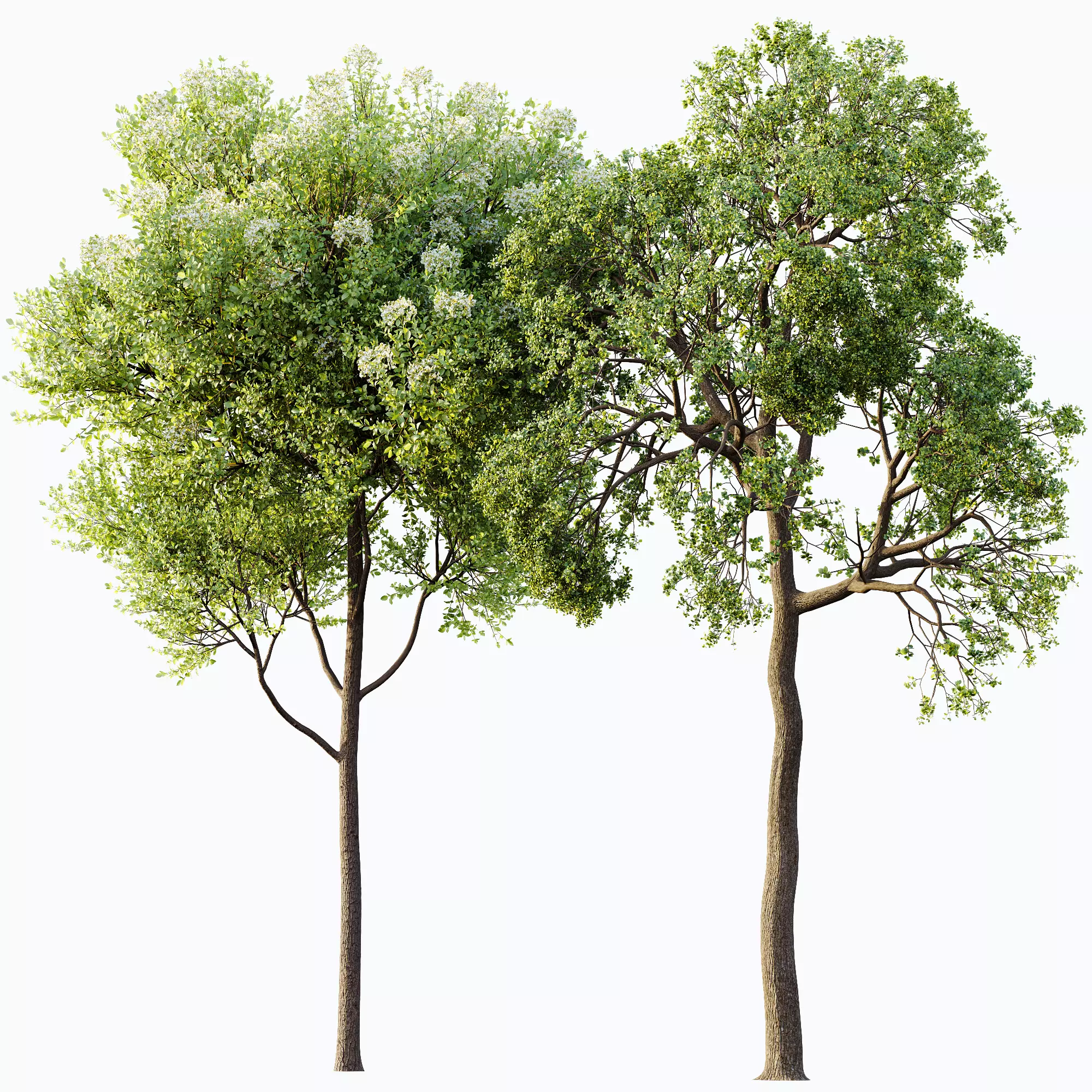 AV Teak Tectona Grandis Tree and Shorea Robusta Sal Tree 3D model_8