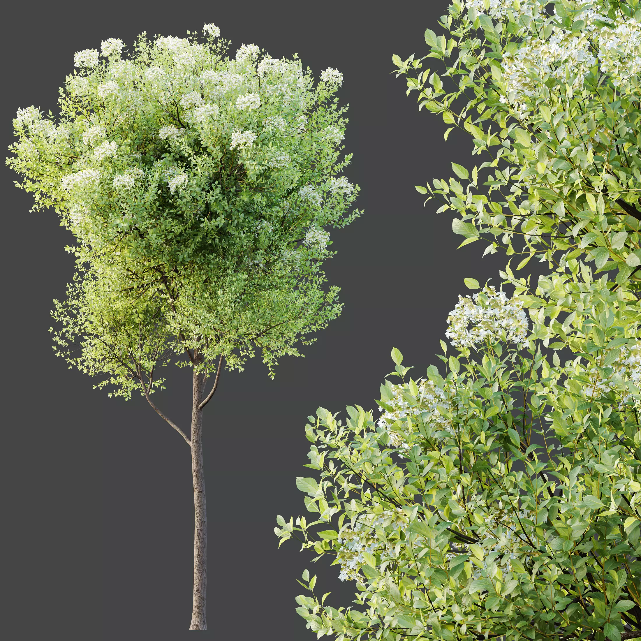 AV Teak Tectona Grandis Tree and Shorea Robusta Sal Tree 3D model_1