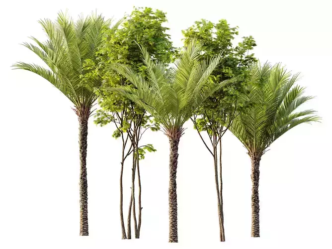 AV Phoenix Dactylifera Jurassic Palm Tree and Ash Maple Tree