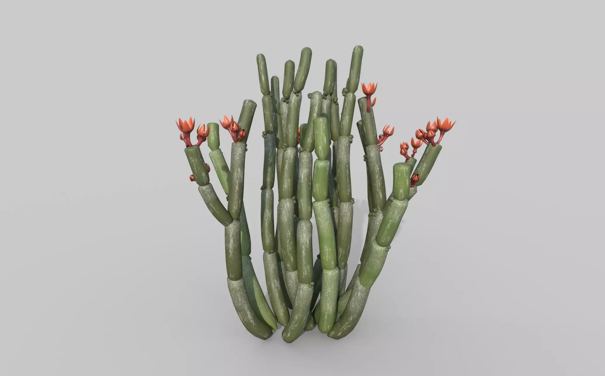 Ceropegia fusca 3D model