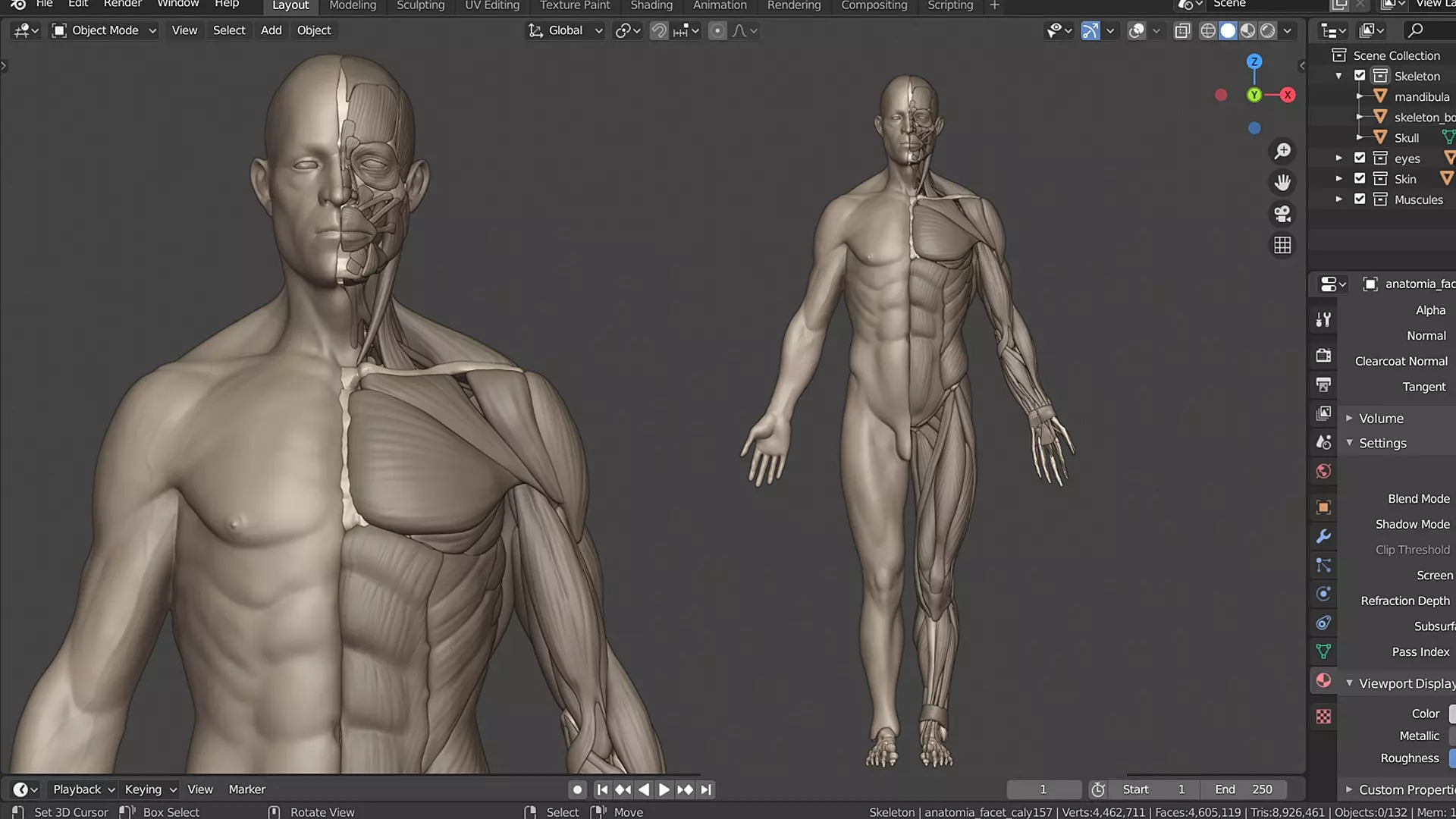 Human male anatomy sculpt Free 3D model_2