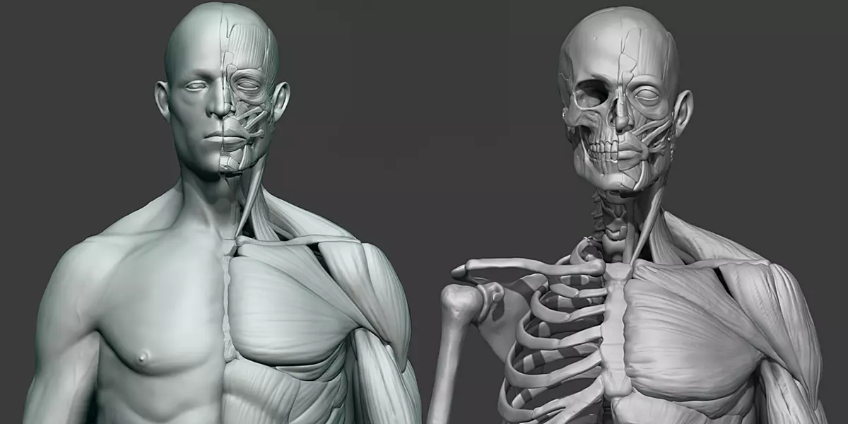 Human male anatomy sculpt Free 3D model_0