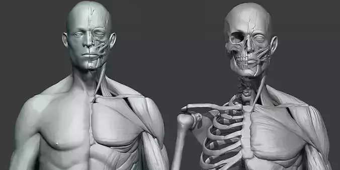 Human male anatomy sculpt Free 3D model
