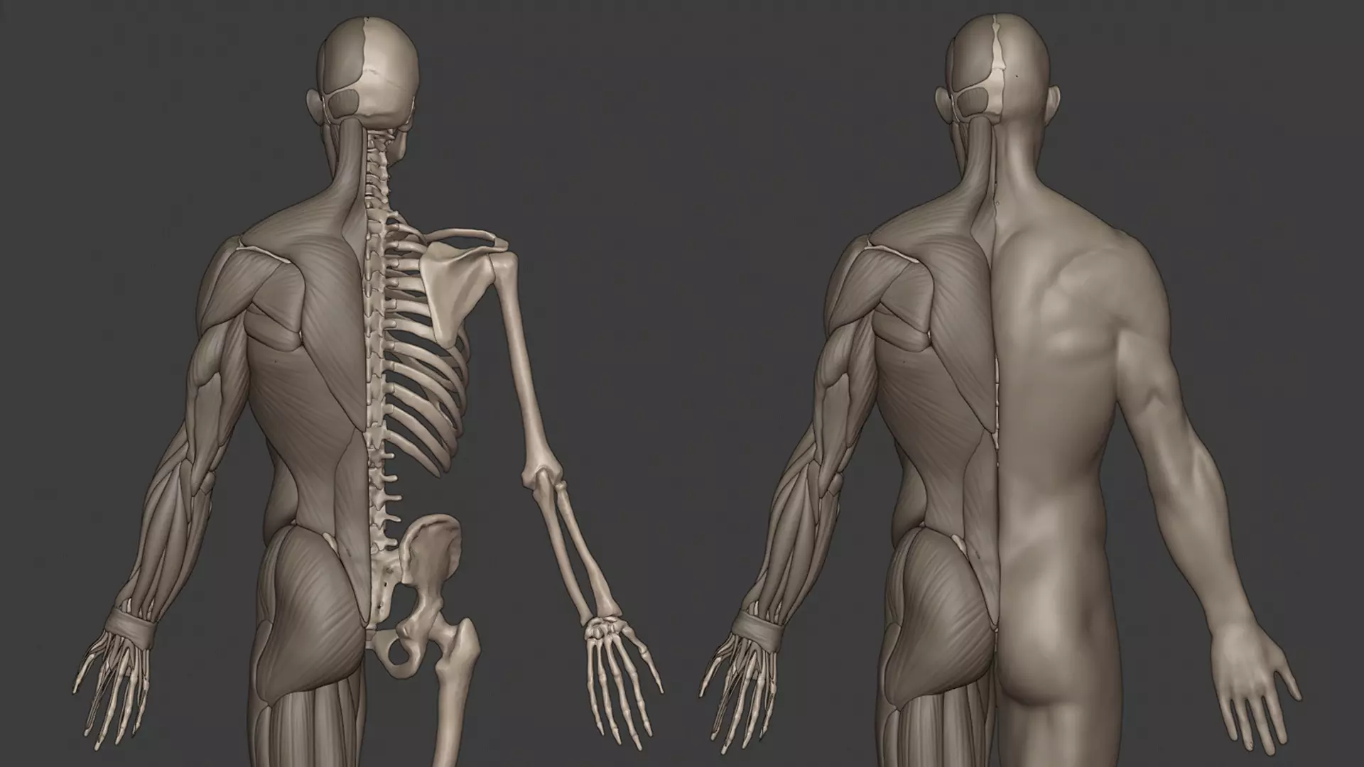 Human male anatomy sculpt Free 3D model_3