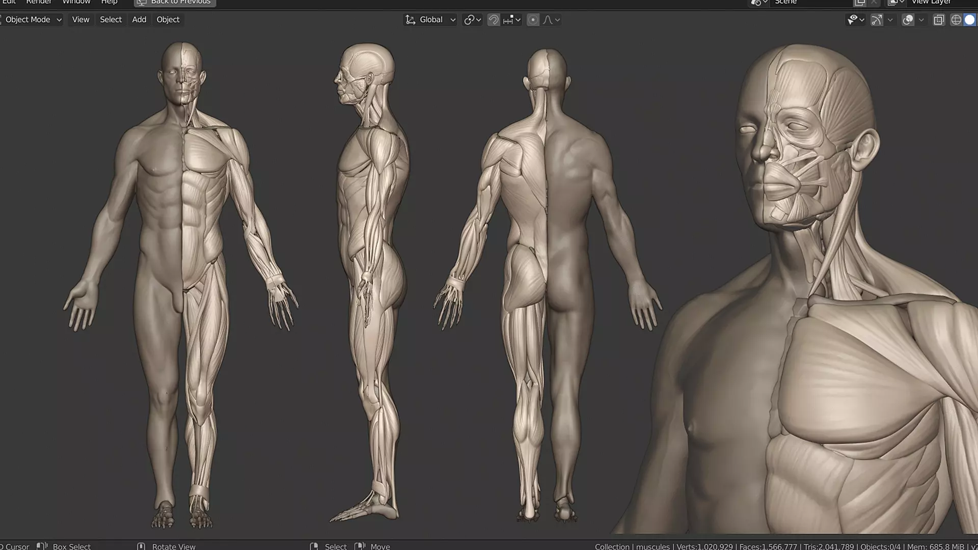 Human male anatomy sculpt Free 3D model_1