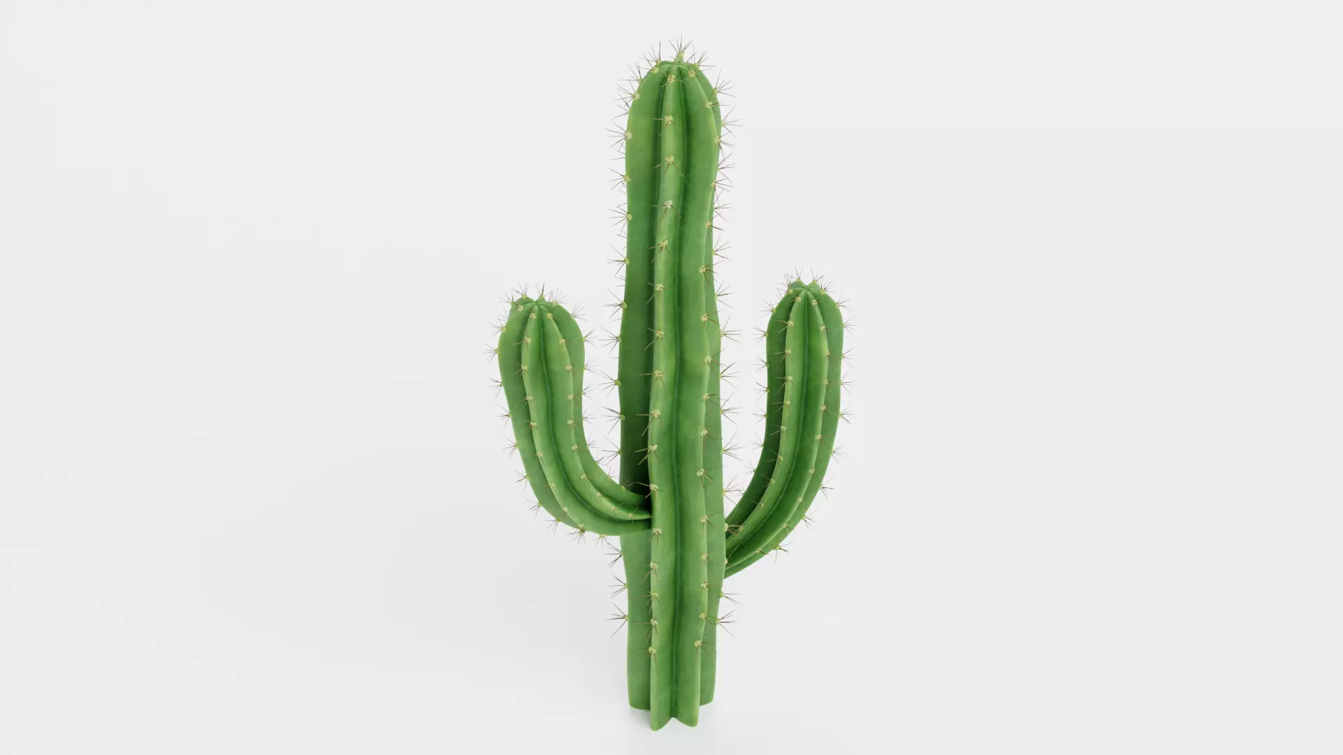 Saguaro Cactus Low-poly 3D model_4