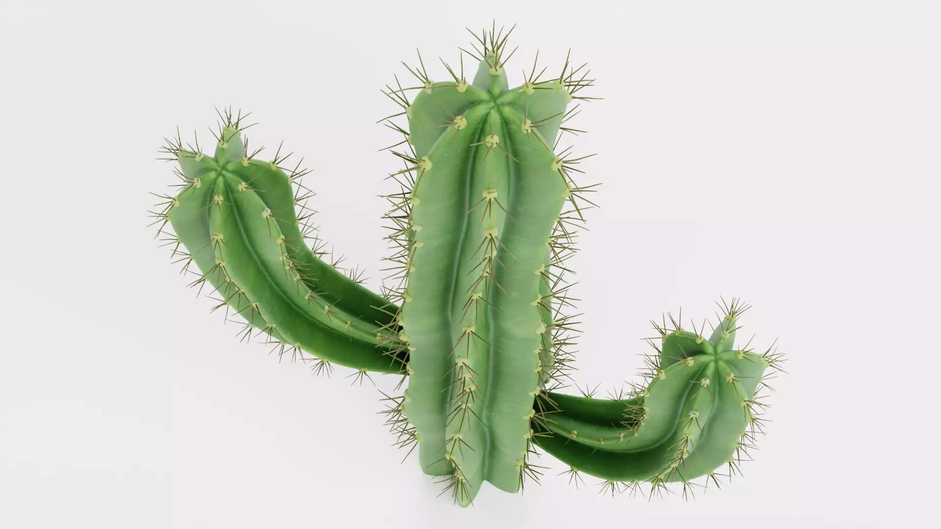 Saguaro Cactus Low-poly 3D model_6