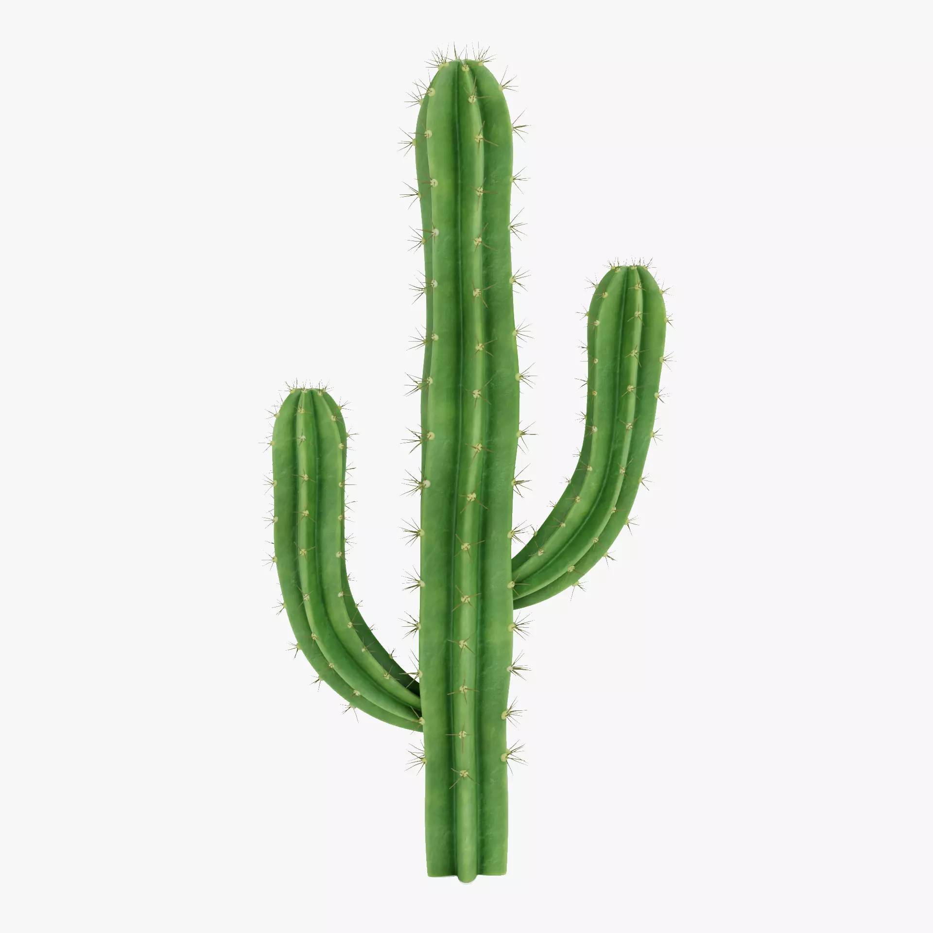 Saguaro Cactus Low-poly 3D model_11