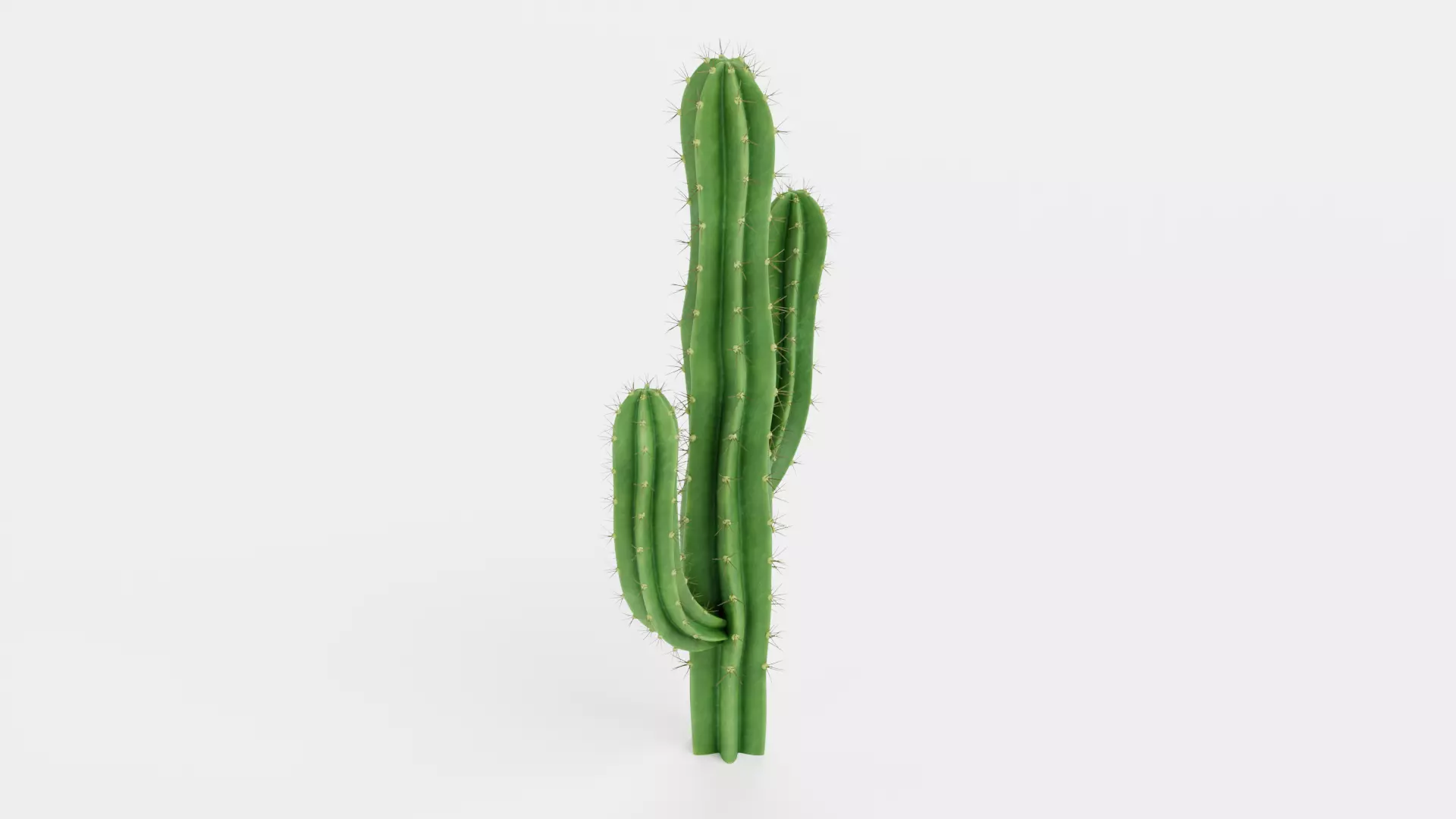 Saguaro Cactus Low-poly 3D model_2