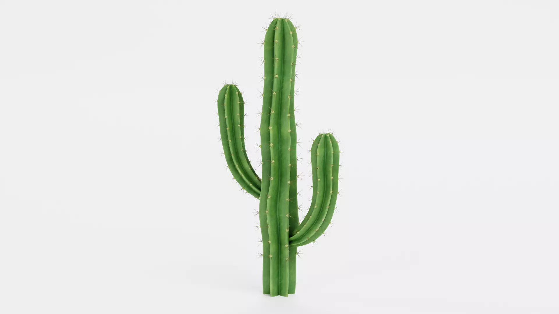 Saguaro Cactus Low-poly 3D model_3