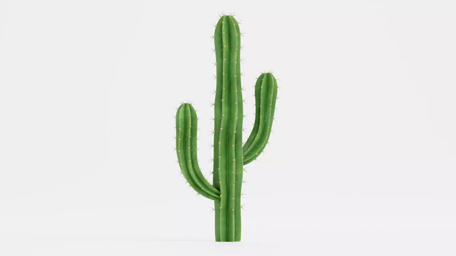 Saguaro Cactus Low-poly 3D model_1
