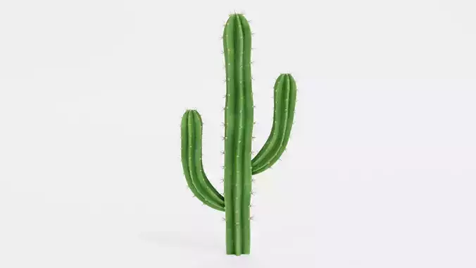 Saguaro Cactus