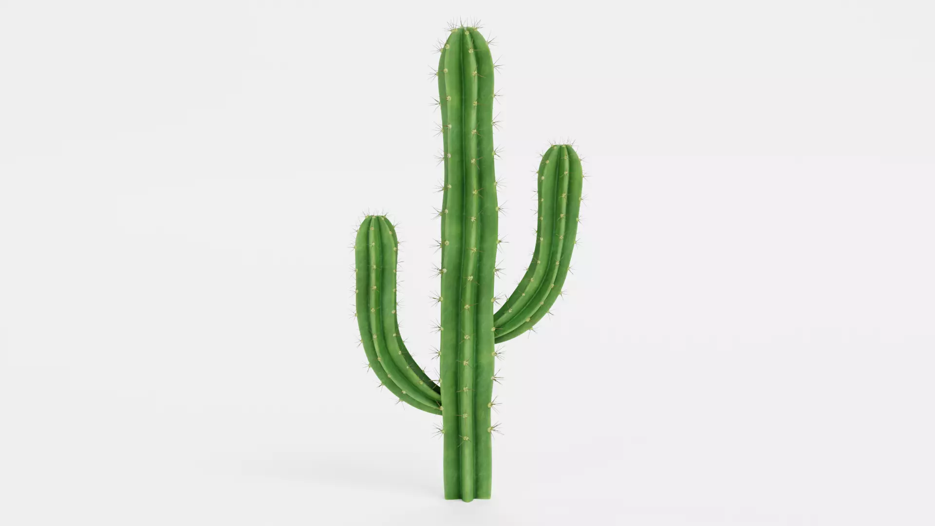 Saguaro Cactus Low-poly 3D model_0